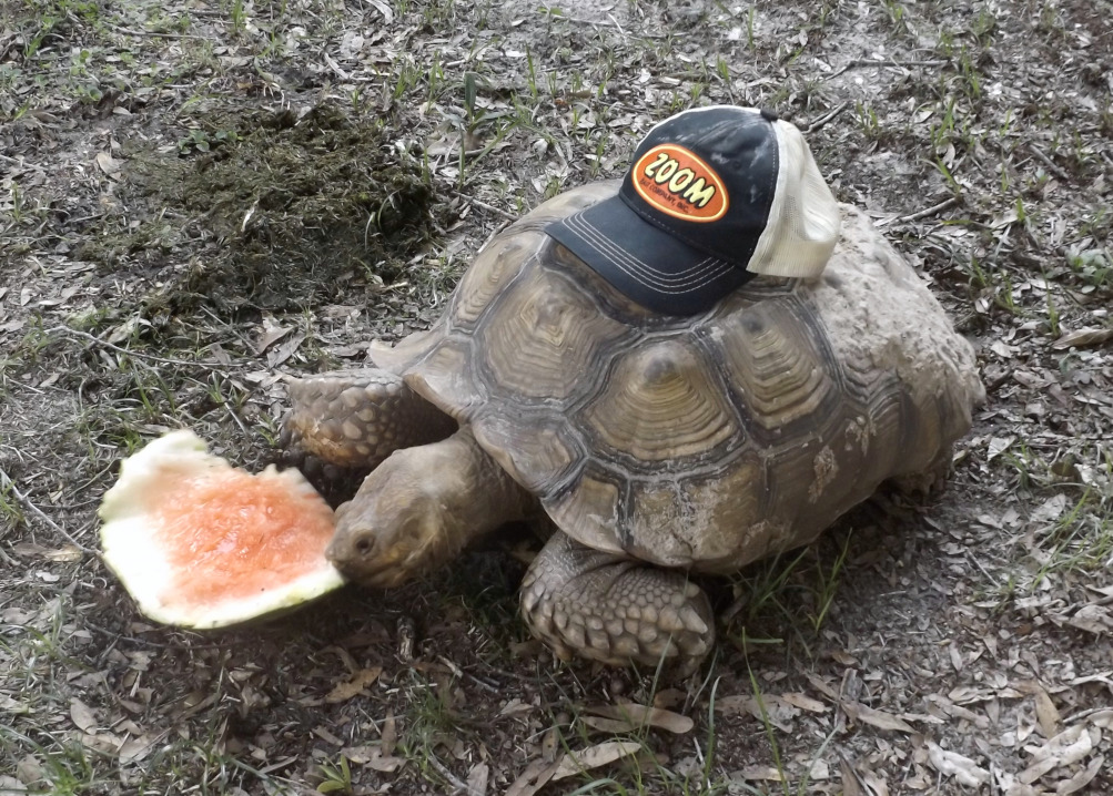 Sulcata tortoise mascot